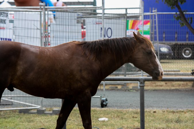 Horse inside Queanbeyan Rodeo