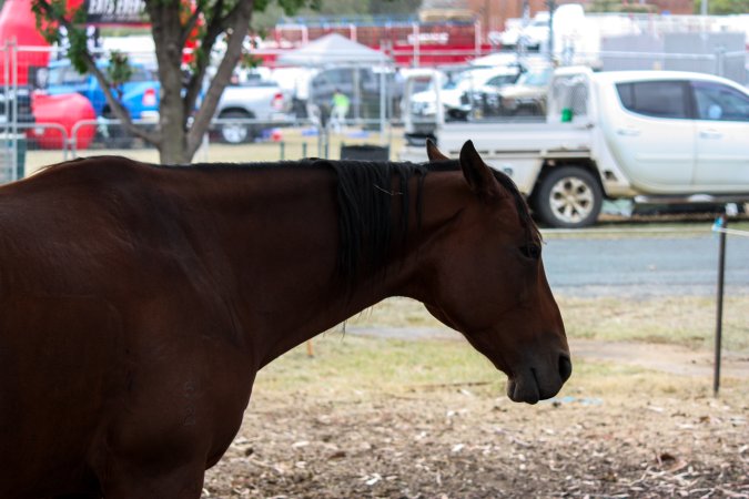 Horse inside Queanbeyan Rodeo