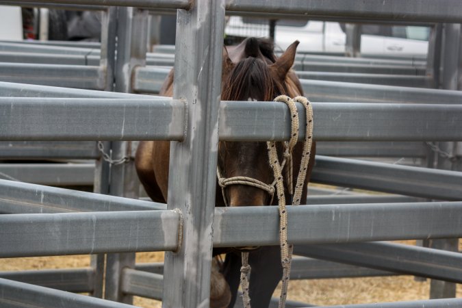 Horse inside Queanbeyan Rodeo