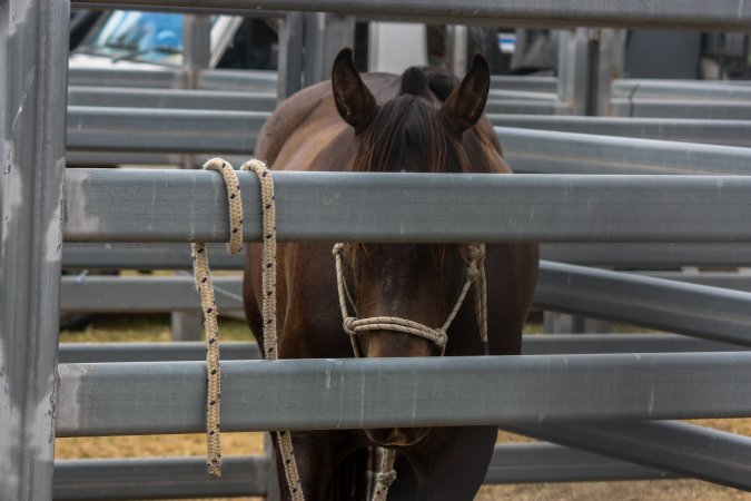 Horse inside Queanbeyan Rodeo