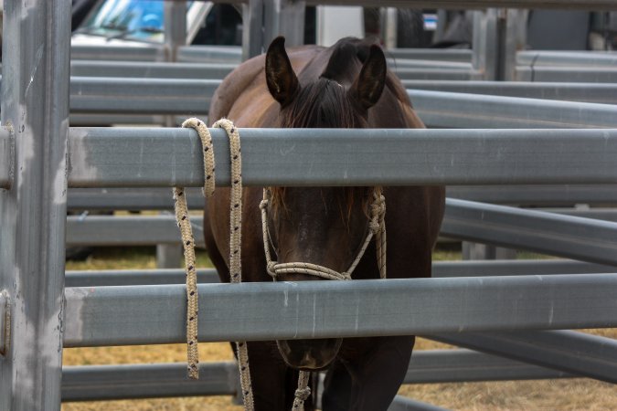 Horse inside Queanbeyan Rodeo