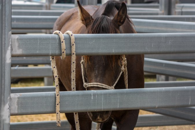 Horse inside Queanbeyan Rodeo