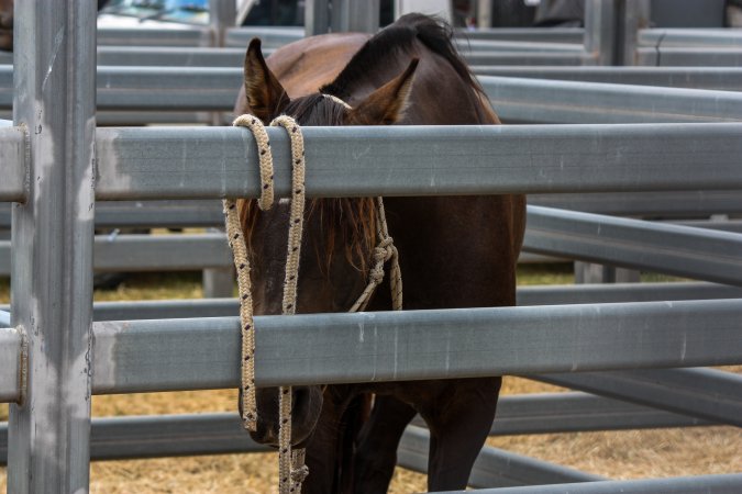 Horse inside Queanbeyan Rodeo
