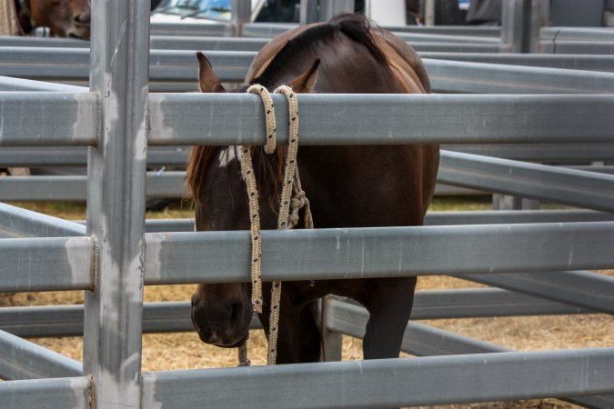 Horse inside Queanbeyan Rodeo