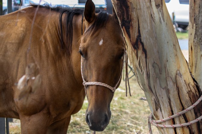 Horse inside Queanbeyan Rodeo