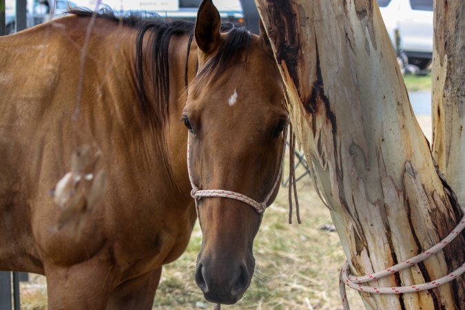 Horse inside Queanbeyan Rodeo