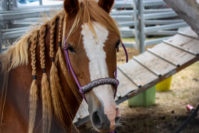 Horse inside Queanbeyan Rodeo