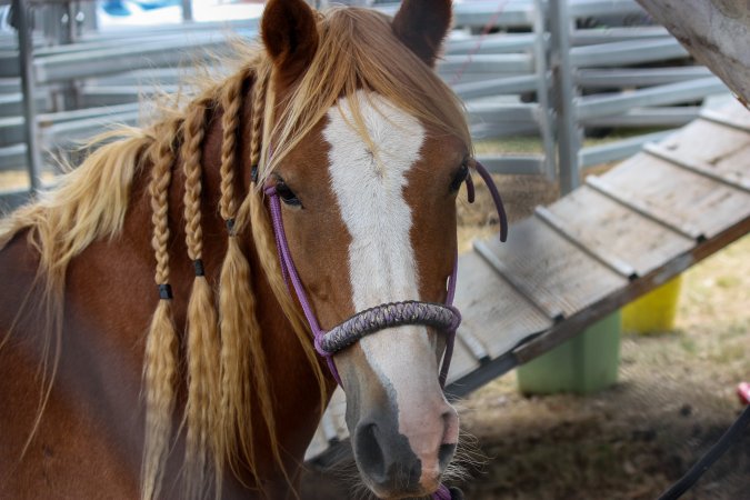 Horse inside Queanbeyan Rodeo