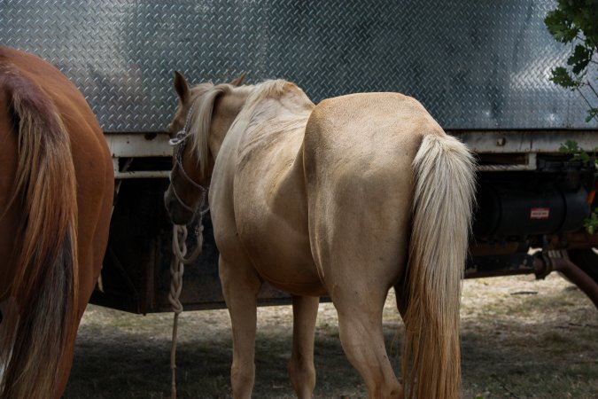 Horse inside Queanbeyan Rodeo