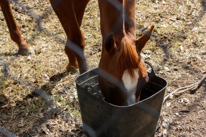 Horse inside Queanbeyan Rodeo