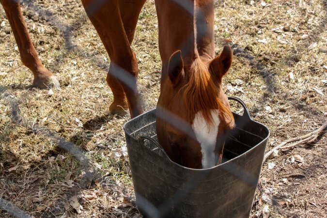 Horse inside Queanbeyan Rodeo