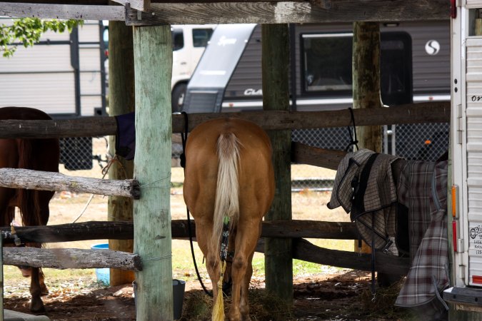 Horse inside Queanbeyan Rodeo