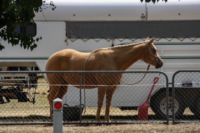 Horse inside Queanbeyan Rodeo