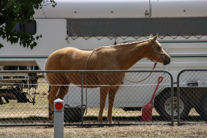 Horse inside Queanbeyan Rodeo