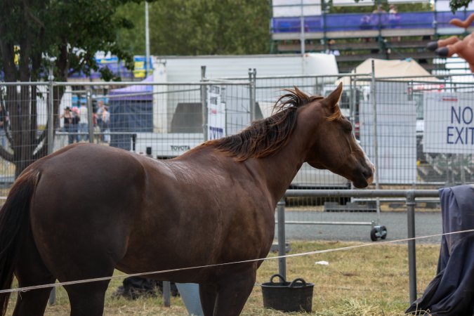 Horse inside Queanbeyan Rodeo