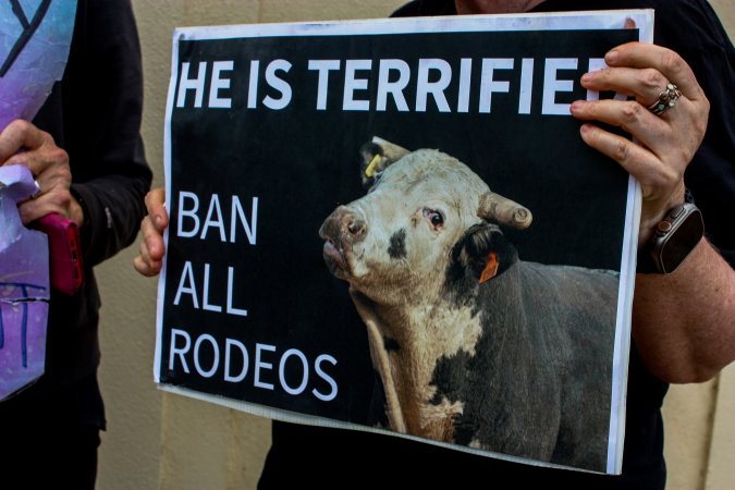Protest outside of Queanbeyan Rodeo