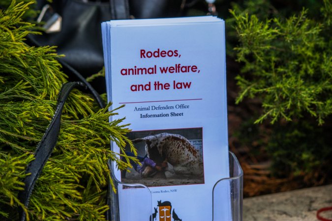 Protest outside of Queanbeyan Rodeo