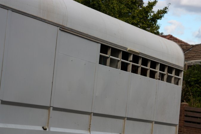 Horses in trailer outside of Queanbeyan Rodeo