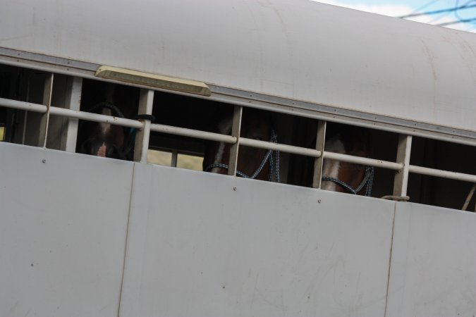 Horses in trailer outside of Queanbeyan Rodeo