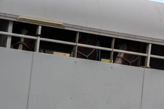 Horses in trailer outside of Queanbeyan Rodeo