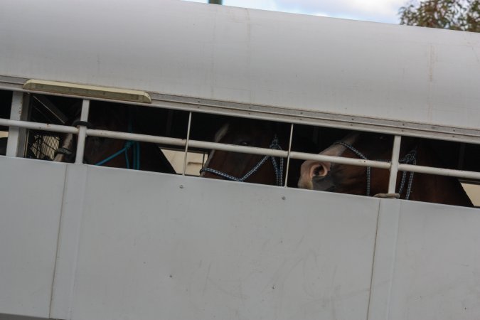 Horses in trailer outside of Queanbeyan Rodeo