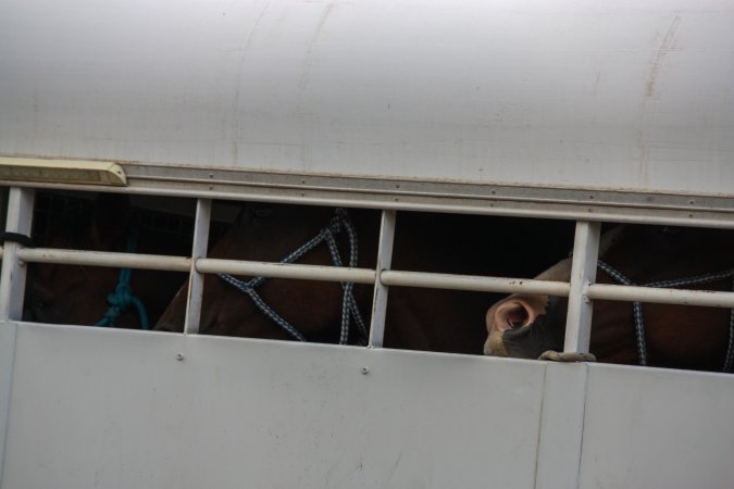 Horses in trailer outside of Queanbeyan Rodeo