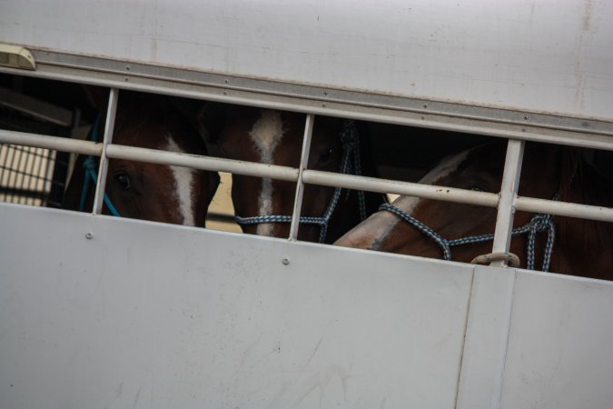 Horses in trailer outside of Queanbeyan Rodeo