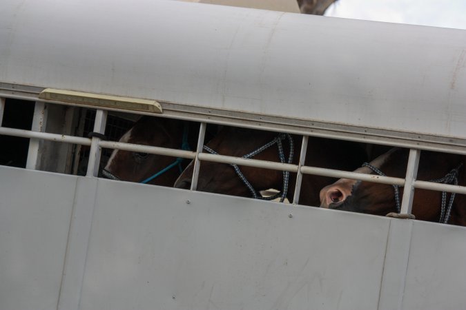 Horses in trailer outside of Queanbeyan Rodeo