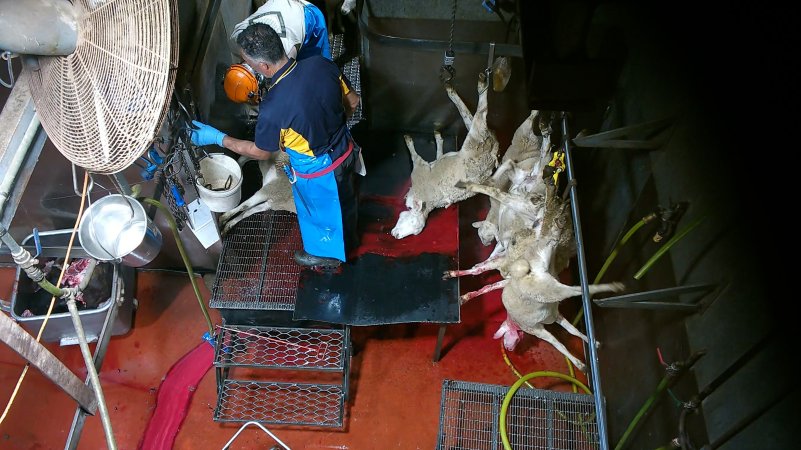 Sheep killed and shackled