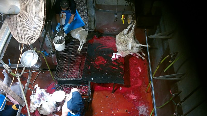 Sheep killed and shackled
