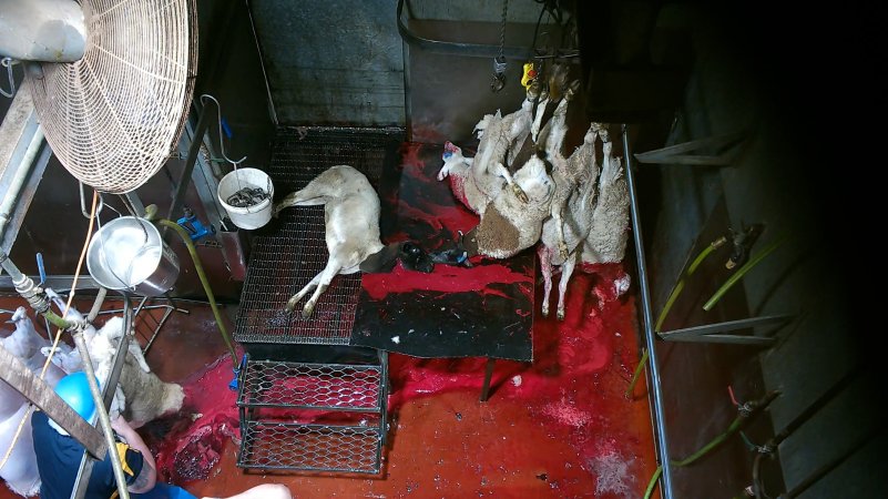 Sheep killed and shackled