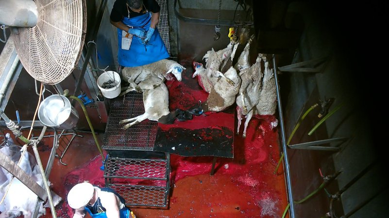 Sheep killed and shackled