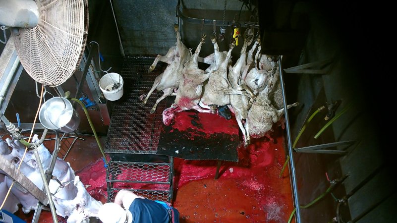 Sheep killed and shackled