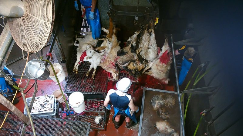 Goats killed and shackled