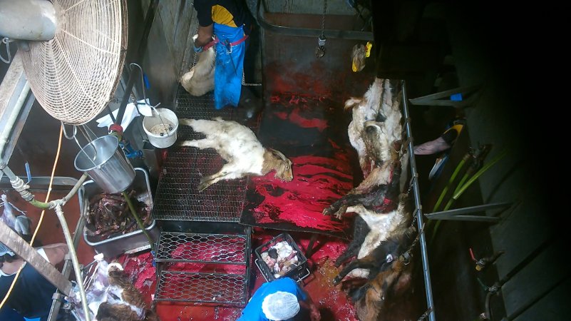 Goats killed and shackled