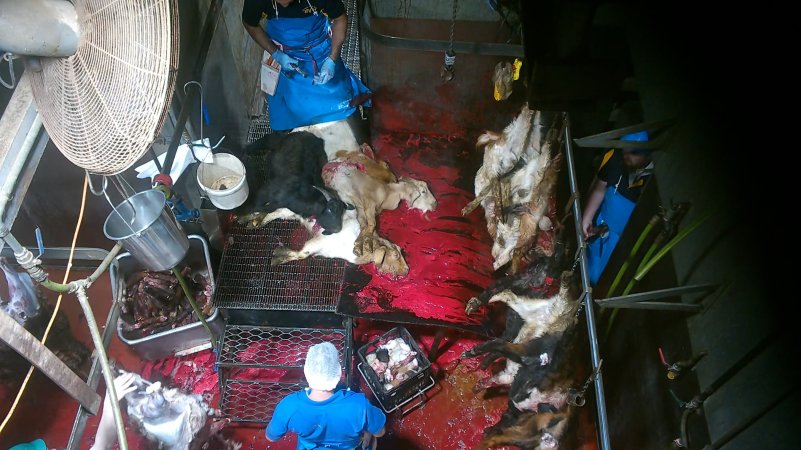 Goats killed and shackled