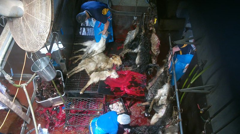 Goats killed and shackled