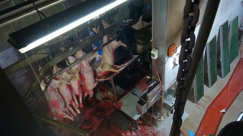 Pig hoisted to shackle line