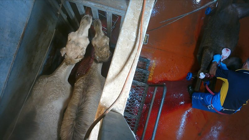 Two camels in knockbox