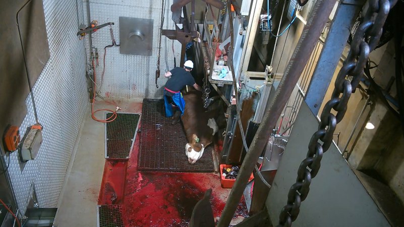 Cow tipped out of knockbox