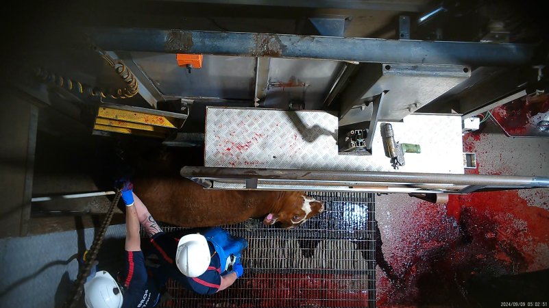Cow tipped out of knockbox