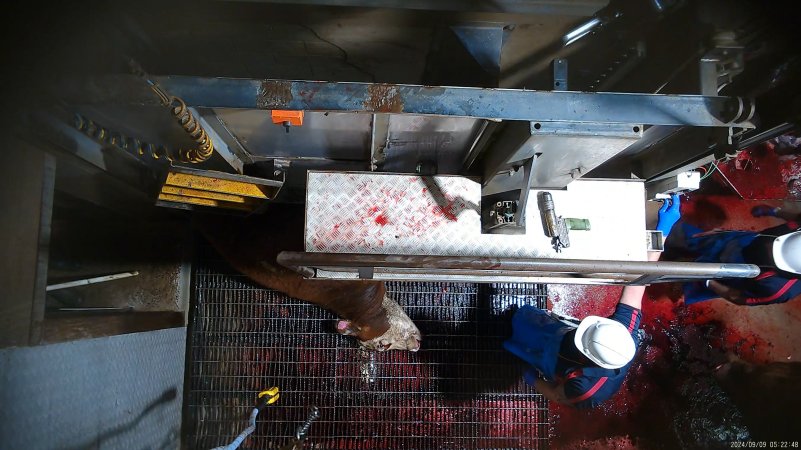 Cow tipped out of knockbox