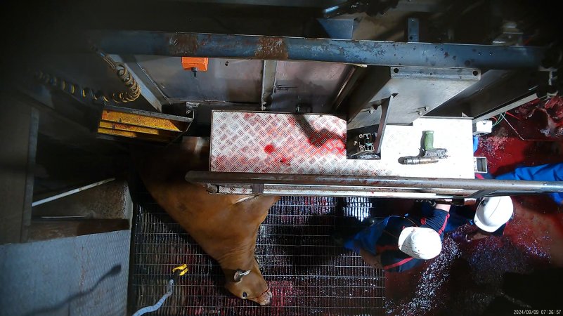 Cow tipped out of knockbox