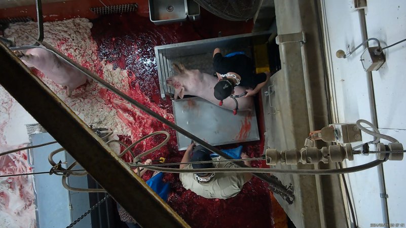 Pig electrically stunned