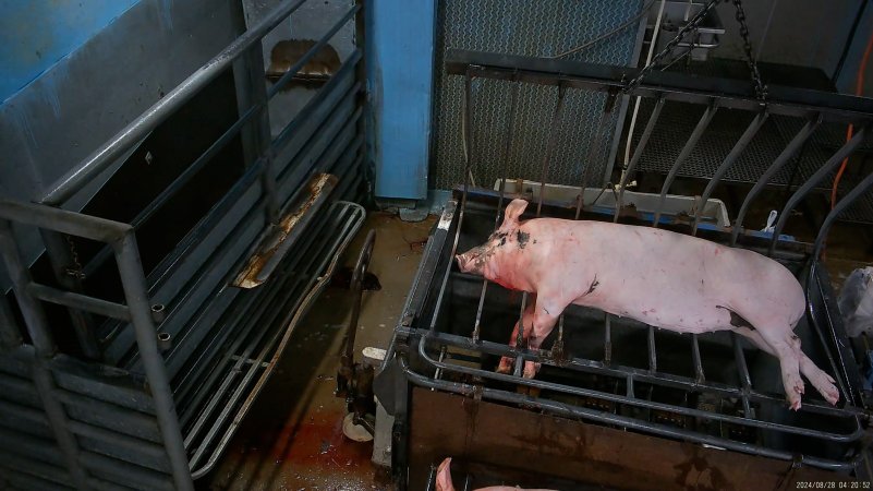 Pig in a dehairing machine