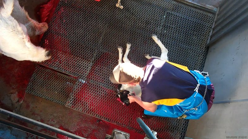 Goat's head being cut off
