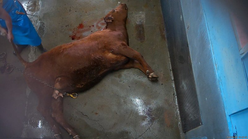 Worker drags shot cow by tail