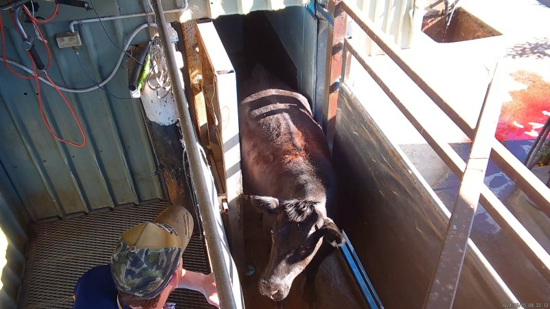 Cow facing backwards in race