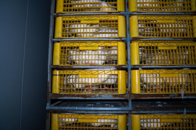 Ducks in crates