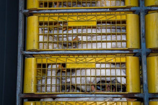 Ducks in crates